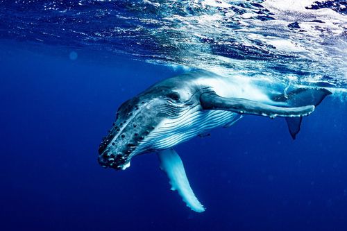 Vite, il ne reste que quelques semaines pour observer les baleines au large de cette île française !