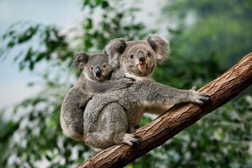 Australie : cette île est LE spot pour voir des koalas à coup sûr ! (Un animal rare et menacé dans le pays)