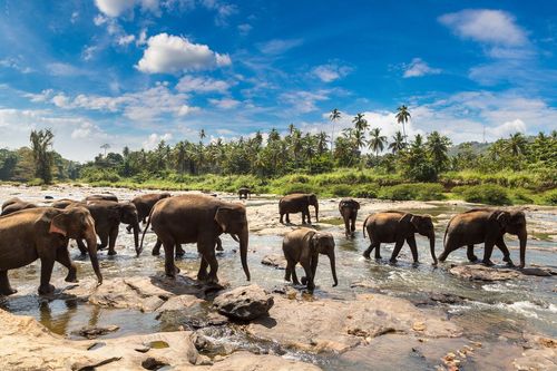Asie : 4 réserves et parcs nationaux à visiter pour en prendre plein les yeux !