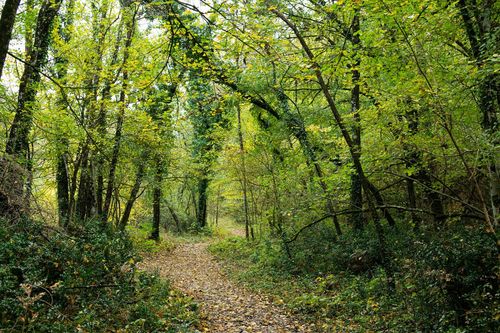 Qu'est-ce qui rend cette forêt à 2h de Lyon si belle et mystérieuse ?