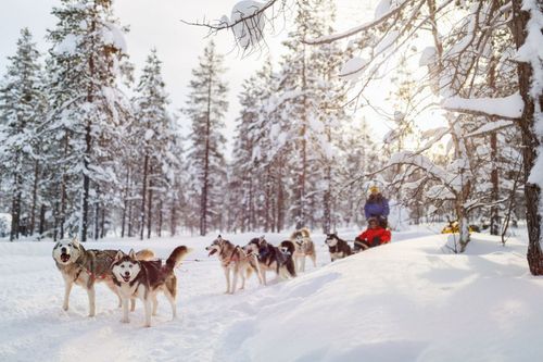 C'est bientôt la Grande Odyssée ! Voici 4 stations pour tester l'expérience du chien de traîneau en France