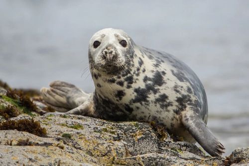 Voir des phoques en Bretagne, c'est possible : direction l'archipel des Etocs !