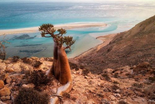 Cette île mystérieuse à la flore unique est l’une des plus reculées au monde (et des moins touristiques)
