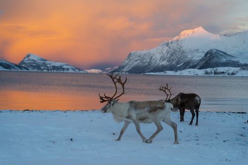 A l'approche de Noël, cette capitale scandinave est la destination idéale pour un week-end ! (Marchés, bain de culture et atmosphère féerique au programme)