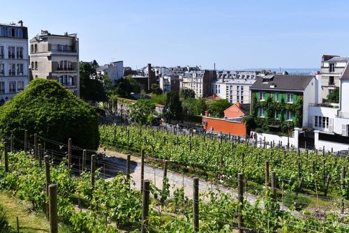 Visite des vignes, concerts, course nocturne… Le programme complet de la fête des vendanges de Montmartre