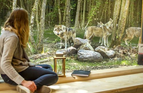 Êtes-vous prêt à dormir au milieu des loups et des animaux sauvages ? Ce parc à 1h de Metz propose des lodges pour une nuit entre frissons et magie !