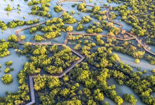Faire du kayak, observer les oiseaux, admirer les mangroves, c’est possible à Abu Dhabi ! Ce parc à la nature verdoyante en est la preuve