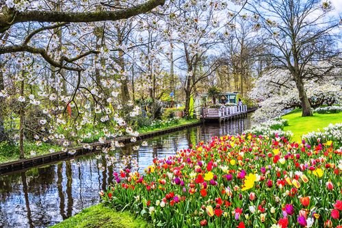 Au printemps, les Pays-Bas se métamorphosent ! Fleuris de tulipes, ces lieux semblent tout droit sortis d'un conte de fées (à voir au moins une fois dans sa vie) 