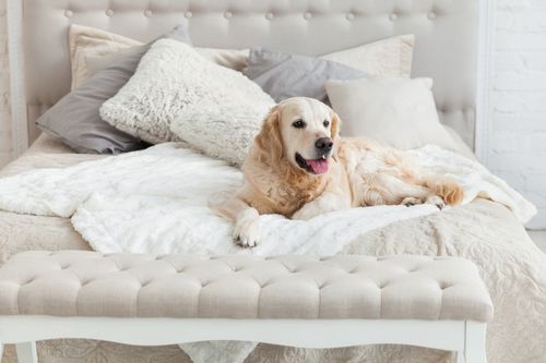 5 hôtels de luxe où passer la nuit avec votre animal de compagnie