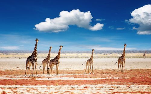 Entre marais salant et désert de sable blanc, bienvenue dans la réserve naturelle d’Etosha