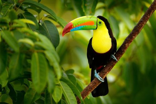 Ce pays d'Amérique latine ferme définitivement ses zoos ! Et c'est le premier au monde
