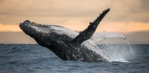 La Bretagne, le nouvel eldorado des baleines à bosse