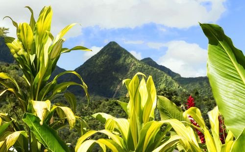 Martinique : cette activité sensationnelle près de la montagne Pelée est à ne pas manquer lors d'un voyage ! 