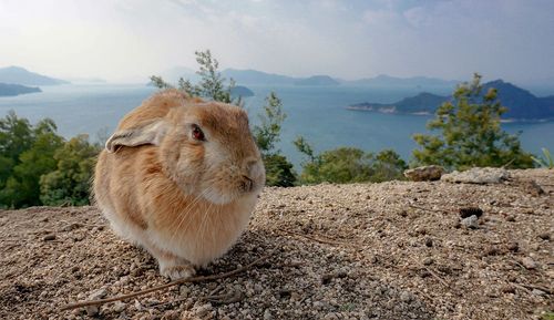 Vous vous cherchez de nouveaux compagnons à 4 pattes ? Direction la mer du Japon, sur une île où les lapins sont partout