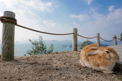 C’è un’isola abitata solo da conigli… scopri dove