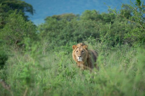 Voir les Big Five en Afrique : le rêve devient réalité dans ce Parc national (à découvrir avant qu'il ne devienne trop touristique !)