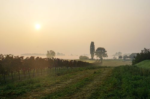 5 countries every wine lover must visit