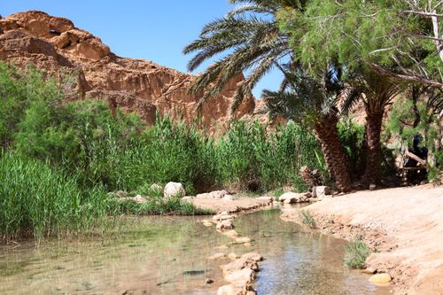 Discovering the Tozeur oasis