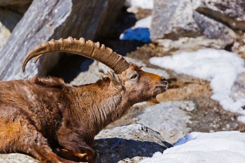 Visitare Alpenzoo