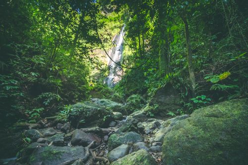 "Les mots nous manquent", cette randonnée (facile) dans la jungle en Martinique vous amène au pied d'une splendide cascade