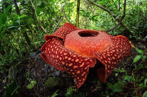 Impressionnante, cette fleur est la plus grande du monde (et elle risque de vous étonner) ! Comment la trouver ?