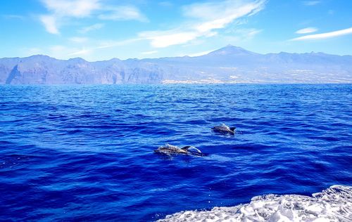 Où voir des dauphins aux Canaries ? Ce spot est incontournable sur l'île de Tenerife