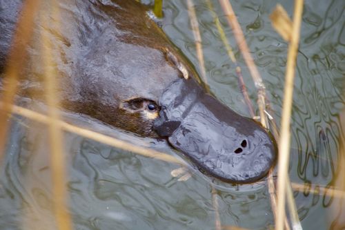 Cet animal est l'un des plus mystérieux d'Australie ! Où et comment l'apercevoir ?