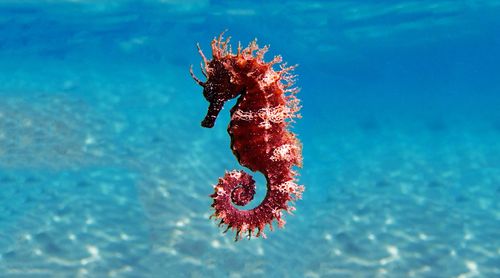 Féériques et rares à observer, les hippocampes se trouvent aussi en France ! Voici 3 lieux où les admirer