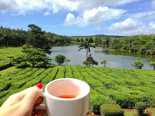 The tea route, discovering Mauritius' art of living