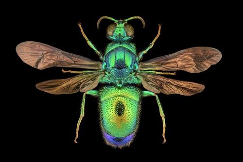 Ces animaux aux couleurs spéciales sont surprenants ! Voici où les découvrir !