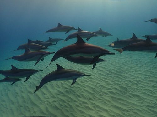 Swimming with dolphins, a dream come true