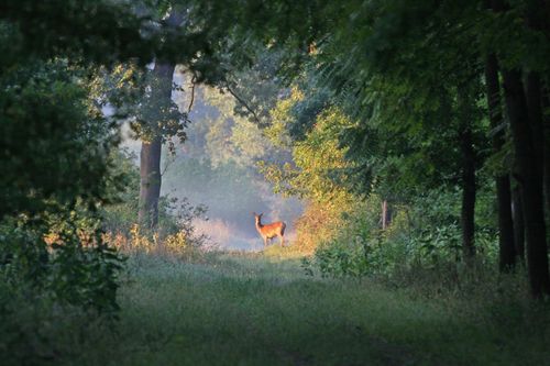 Un phénomène incroyable (et sonore) a lieu tous les automnes en forêt. Découvrez le vite, ça ne dure pas longtemps !