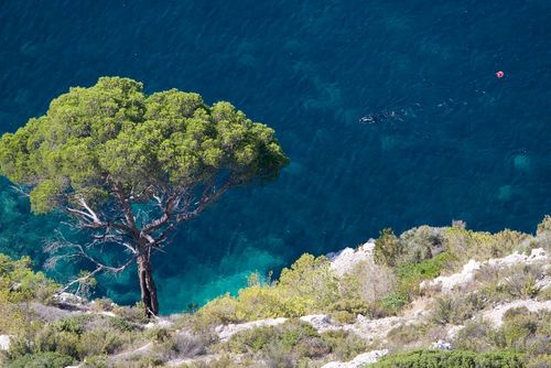 Entdecken Sie den Meeresgrund beim Tauchen in Cassis