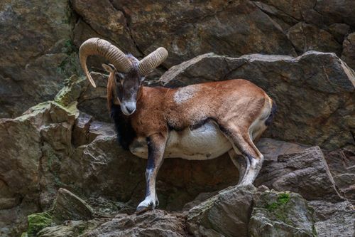 Conosci il Parco de Merlet? Scopri questo tesoro imperdibile situato a 1.563 metri di altitudine, in Alta Savoia 