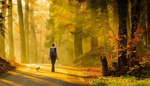 3 forests less than 1 hour from Paris for autumn walks