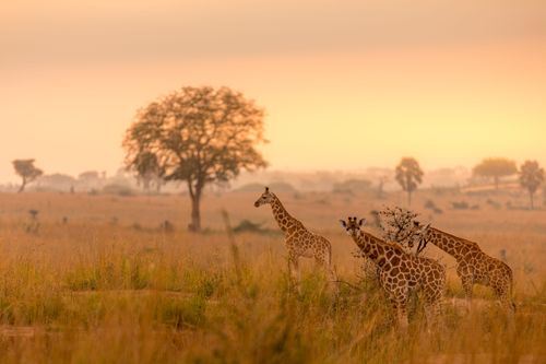 Contrairement au Kenya et à la Tanzanie, ce magnifique pays d'Afrique est encore épargné du tourisme de masse (probablement plus pour longtemps !)