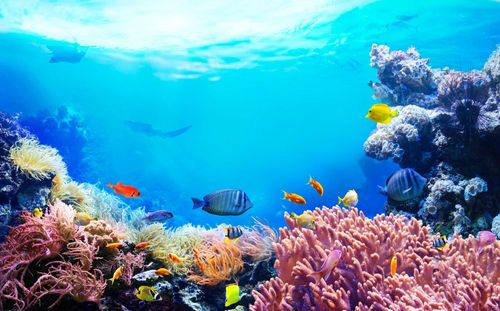 Comment peut-on sauver les océans ?