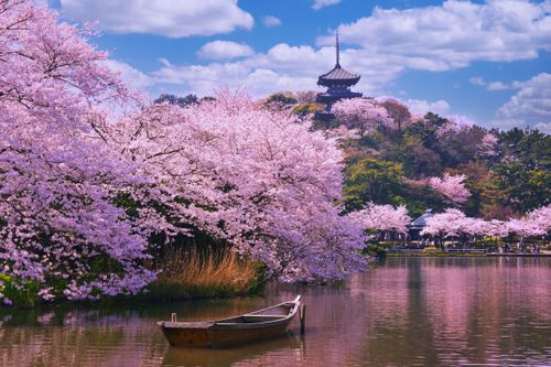 Vivre le printemps comme au Japon, c'est possible en France ! Voici 8 des plus beaux lieux pour observer les cerisiers en fleurs 