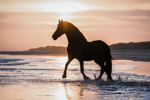 Partagez un dîner romantique entourés de chevaux en liberté sur cette île indonésienne épargnée du tourisme de masse
