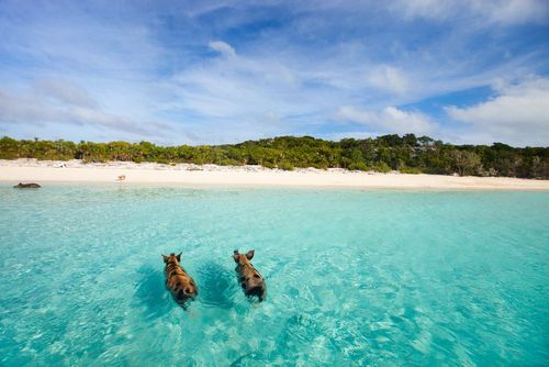 6 destinations où aller pour voir des animaux (presque) plus nombreux que les habitants ! 
