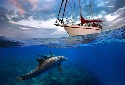 Vous n'avez jamais vu de dauphins ou de cétacés ? Pas besoin de partir à l'étranger, voici où les observer en France