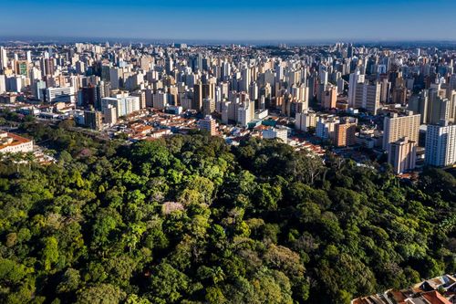 Au Brésil, cette forêt située en plein coeur de São Paulo est incroyable ! Et son origine est très surprenante 