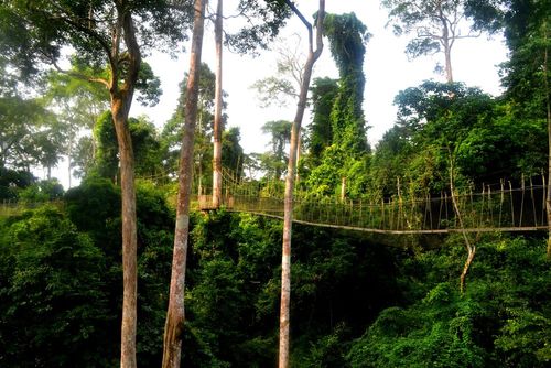 Envie d'évasion en pleine nature ? Découvrez ces impressionnants chemins suspendus à voir au moins une fois dans sa vie !
