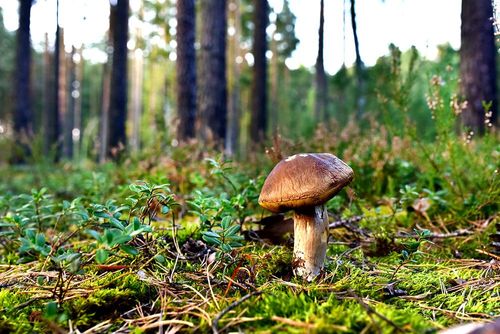 Pour une balade automnale, voici 5 forêts où cueillir des champignons près de Paris  !