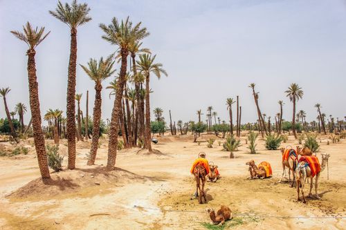 La Palmeraie, zwischen Natur und Unterhaltung