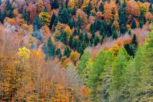 "Promenons-nous dans les bois" : ces magnifiques forêts françaises sont encore plus impressionnantes en automne !