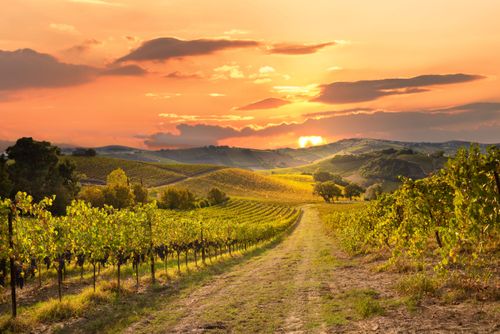 Le 10 migliori strade del vino in Europa