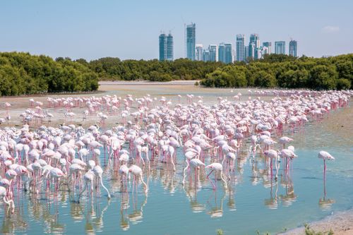 Beobachten Sie die Flamingos im Reservat Ras Al Khor