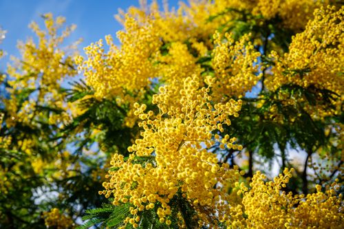 Ce village provençal à 2h de Marseille organise de grandes célébrations autour du mimosa (à voir au moins une fois !)