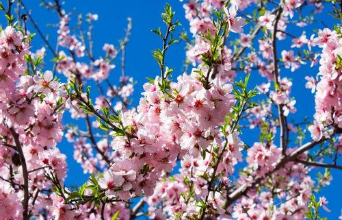 Dónde ver almendros en flor, sin salir de Madrid